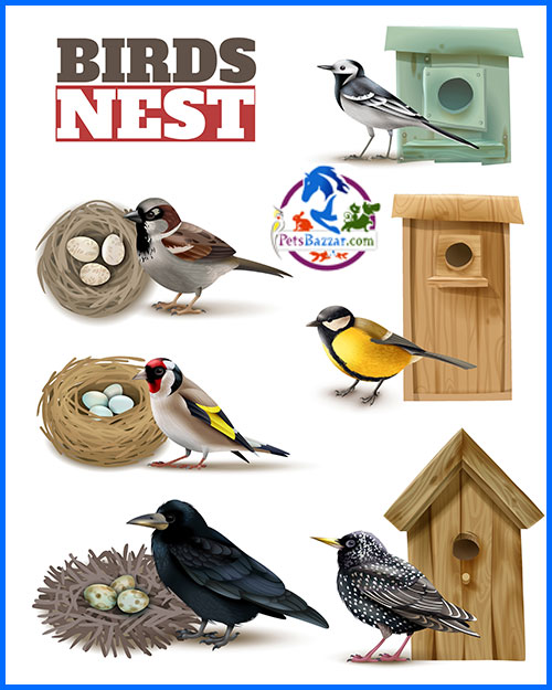 bird nest
